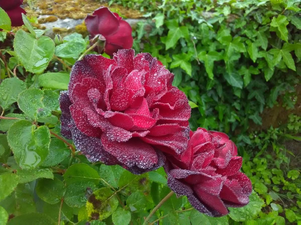 Rue Du Chateau Bed & Breakfast